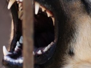 Фото: Нових жертв рудого пса у Полтаві немає, але ветеринари й досі шукають собаку