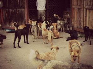 У Полтаві притулок для тварин збудують, але пізніше і за межами міста