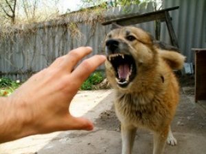 Фото: У Полтаві паніка через сказ вщухла – про рудого пса не згадують