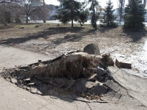 У Полтаві дерево, падаючи, вирвало шматки асфальту (фотофакт, +карта)