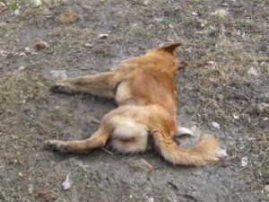 У Полтаві перехожі годину дивилися на страждання отруєного собаки