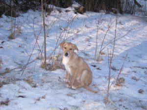 Фото: У Полтаві 3 цуценят, які залишились сиротами, шукають господарів