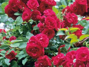 На Соборному майдані Полтави розквітне 1000 троянд