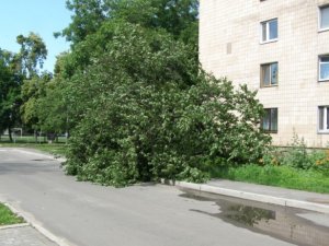 Фото: Я-Репортер. У Полтаві тонуть та падають дерева (фото)