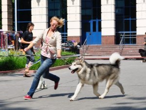Фото: На Міжнародну виставку у Полтаві привезли більше 700 собак (+ фото)