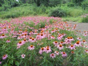 У Полтавському ботанічному саду квітне ехінацея (+ фото інших екзотичних рослин)
