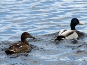 У лісгоспах Полтавщини розводять ланей та плямистих оленів (+фото)