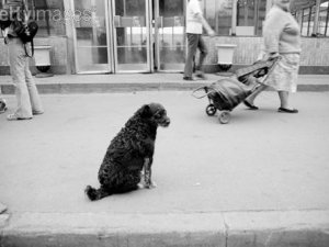 Фото: Собаче життя: коли господар помирає