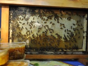 У Полтаві вирує солодкий розпродаж на Святі меду-2013