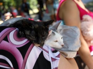 У Полтаві роздавали безпритульних собак та котів (+фото)