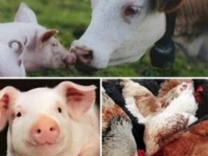 На Полтавщині рахували худобу: найбільше свиней та птиці