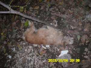 Фото: Галявину із жорстоко вбитими тваринами знайшли під Полтавою