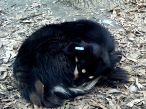 Фото: Стерилізованих безпритульних тварин у Полтаві видно за кліпсою у вусі