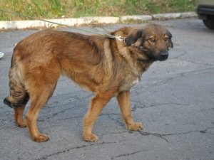 Фото: У Полтаві безпритульні тварини шукають господарів