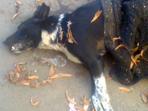 У Полтаві продовжують жорстоко вбивати тварин (фото)