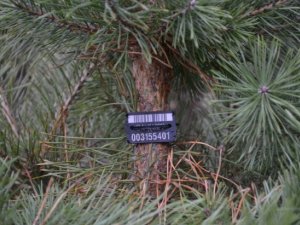 Фото: Продаж ялинок на Полтавщині: як розпізнати законне дерево