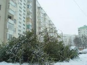 Нове опитування. Коли, на Вашу думку, слід виносити ялинку з оселі?