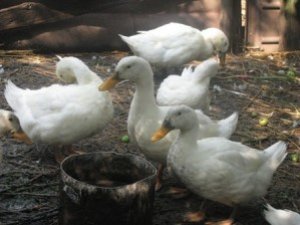 Фото: На Полтавщині активізувались крадії домашньої птиці: в селянина сусід поцупив качок