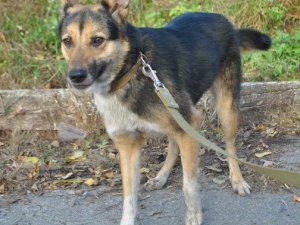 У Полтаві безпритульні тварини шукають господарів