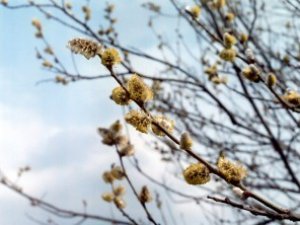 Фото: Синоптики розповіли, коли чекати в Україні похолодання