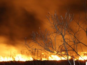 Фото: На Полтавщині через сильний вітер почали горіти ліси