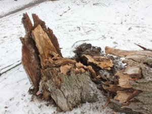На дитячому майданчику в Полтаві впало дерево
