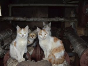 Фото: У Полтаві безпритульні тварини шукають господарів