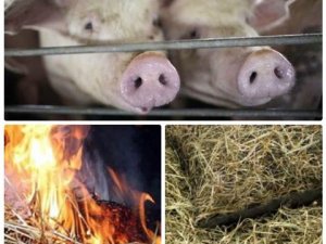 Фото: На Полтавщині через пожежу згоріла тонна сіна і двоє свиней