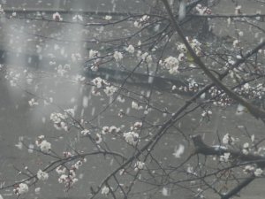 Фото.  У Полтаві 13 квітня цвіт абрикос зливався з лапатим снігом