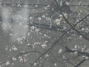 Фото.  У Полтаві 13 квітня цвіт абрикос зливався з лапатим снігом