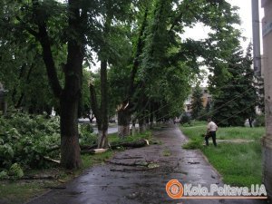 Відео. Злива із градом у Полтаві поламала дерева