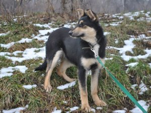 Фото: У Полтаві безпритульні тварини шукають господарів