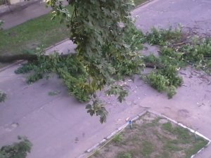 Фото: У Полтаві впало дерево та перегородило дорогу. Фото