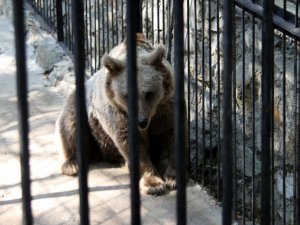 На Полтавщині ведмідь відкусив дитині руку