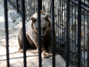 Фото: Дівчинка, якій ведмідь відкусив руку, була з меншою сестрою на роботі у батька