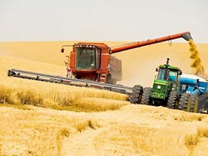 Фото: Через дощі цього року побоюються поганої якості пшениці на Полтавщині