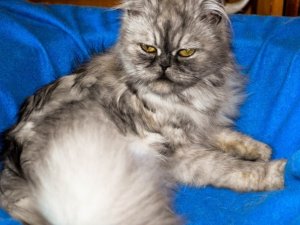У Полтаві безпритульні тварини шукають господарів (фото)