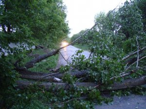 Під час грози на полтавця впало дерево