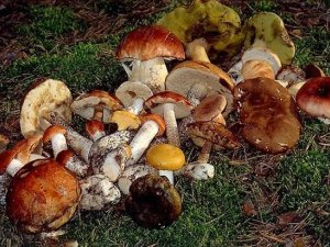 Фото: На Полтавщині сталося перше смертельне отруєння грибами
