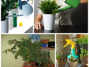 Фото: Як доглядати за кімнатними рослинами влітку