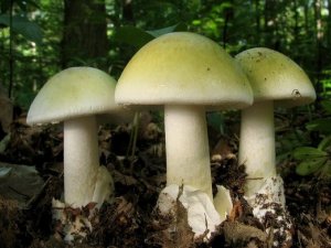 Фото: Як не отруїтися дикорослими грибами