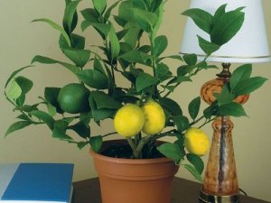 Вирощуємо лимони вдома – поради