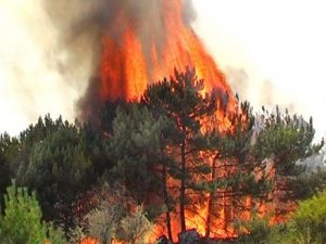 Лісівники та пожежники просять полтавців не ходити до лісу