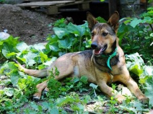 Фото: У Полтаві безпритульні тварини шукають господарів (фото)