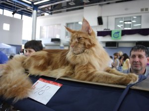 На виставку до Полтави привезли рідкісних котів і збирають гроші на армію