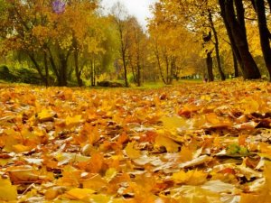 Вересень буде радувати українців теплою і сухою погодою