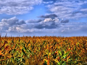Фото: Під Полтавою горіло кукурудзяне поле