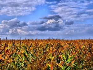 Фото: Під Полтавою знову горіло кукурудзяне поле
