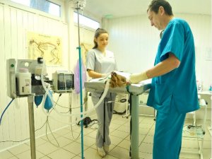 Фото: Ветклініка «VetМир» – цілодобово на варті здоров’я чотирилапих