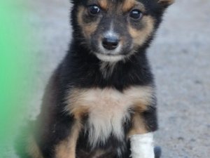 Фото: У Полтаві безпритульні тварини шукають господарів (фото)